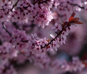 Preview wallpaper sakura, flowers, branch, pink