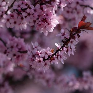 Preview wallpaper sakura, flowers, branch, pink