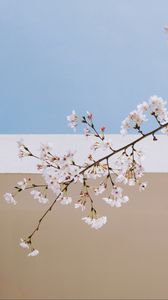 Preview wallpaper sakura, flowers, branch, spring, wall