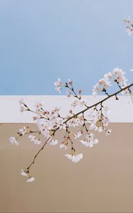 Preview wallpaper sakura, flowers, branch, spring, wall