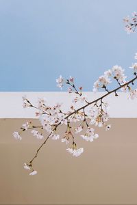 Preview wallpaper sakura, flowers, branch, spring, wall