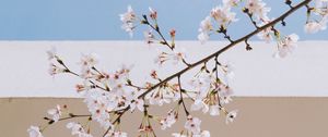 Preview wallpaper sakura, flowers, branch, spring, wall