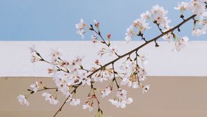 Preview wallpaper sakura, flowers, branch, spring, wall