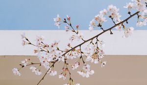 Preview wallpaper sakura, flowers, branch, spring, wall