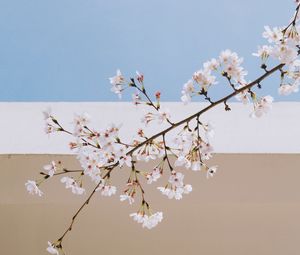 Preview wallpaper sakura, flowers, branch, spring, wall