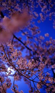 Preview wallpaper sakura, flowers, branch, flowering