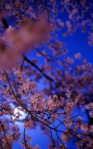 Preview wallpaper sakura, flowers, branch, flowering