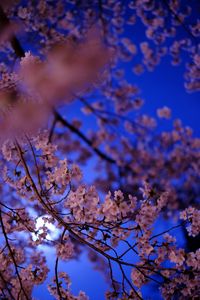 Preview wallpaper sakura, flowers, branch, flowering