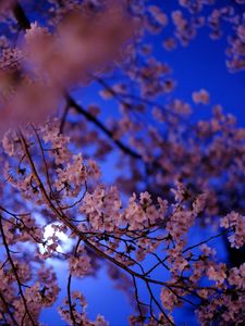 Preview wallpaper sakura, flowers, branch, flowering