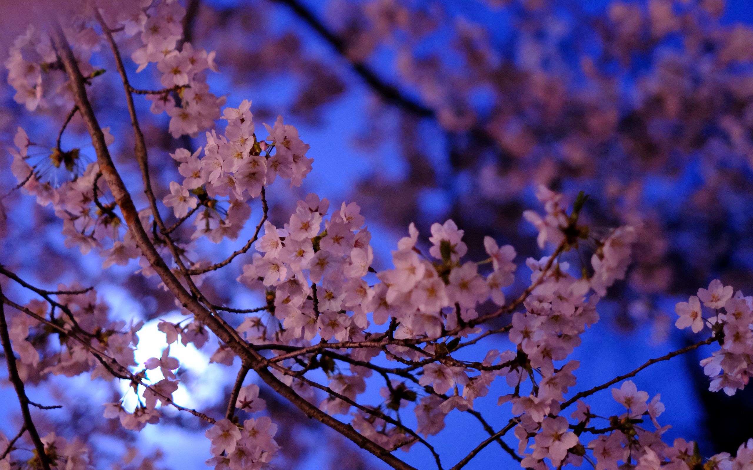 Download wallpaper 2560x1600 sakura, flowers, branch, flowering ...