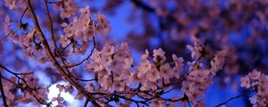 Preview wallpaper sakura, flowers, branch, flowering