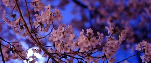 Preview wallpaper sakura, flowers, branch, flowering