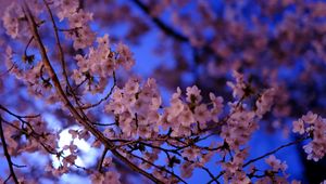Preview wallpaper sakura, flowers, branch, flowering