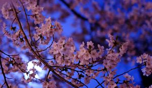 Preview wallpaper sakura, flowers, branch, flowering