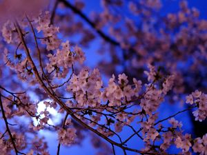 Preview wallpaper sakura, flowers, branch, flowering