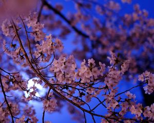 Preview wallpaper sakura, flowers, branch, flowering