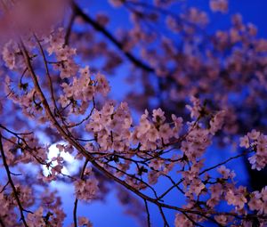 Preview wallpaper sakura, flowers, branch, flowering