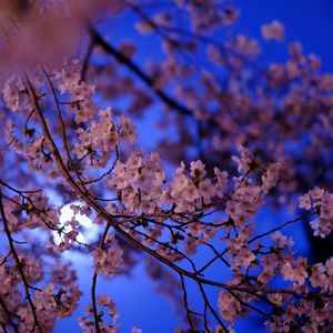 Preview wallpaper sakura, flowers, branch, flowering