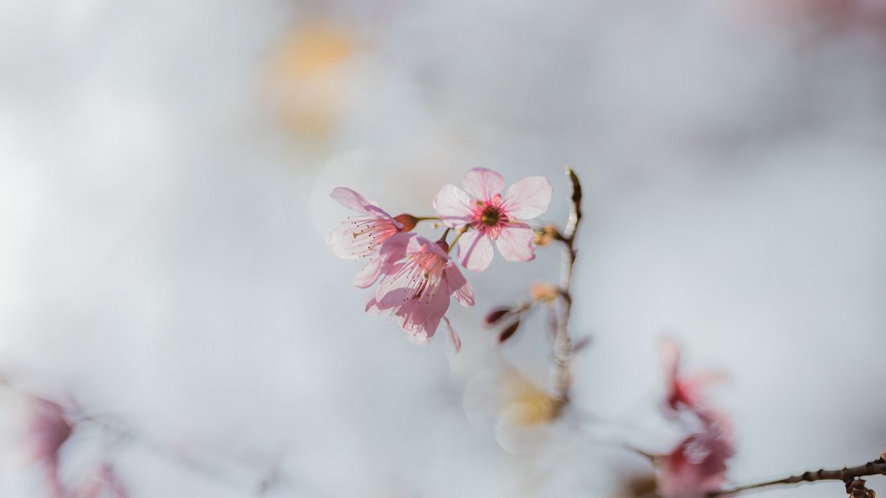 Wallpaper sakura, flowers, branch, macro