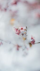 Preview wallpaper sakura, flowers, branch, macro