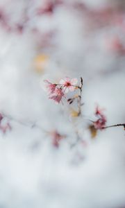 Preview wallpaper sakura, flowers, branch, macro