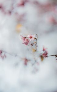 Preview wallpaper sakura, flowers, branch, macro