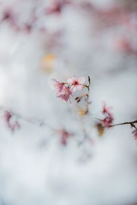 Preview wallpaper sakura, flowers, branch, macro