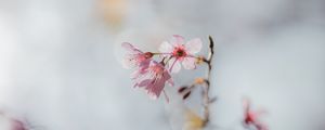 Preview wallpaper sakura, flowers, branch, macro