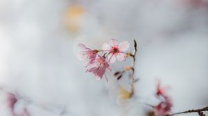 Preview wallpaper sakura, flowers, branch, macro