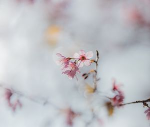 Preview wallpaper sakura, flowers, branch, macro