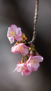 Preview wallpaper sakura, flowers, branch, macro, pink