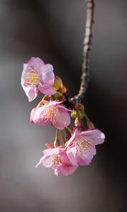 Preview wallpaper sakura, flowers, branch, macro, pink