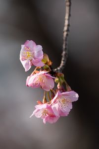 Preview wallpaper sakura, flowers, branch, macro, pink