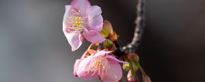 Preview wallpaper sakura, flowers, branch, macro, pink