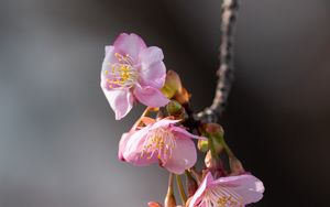 Preview wallpaper sakura, flowers, branch, macro, pink