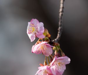 Preview wallpaper sakura, flowers, branch, macro, pink