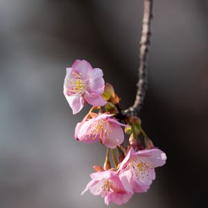 Preview wallpaper sakura, flowers, branch, macro, pink