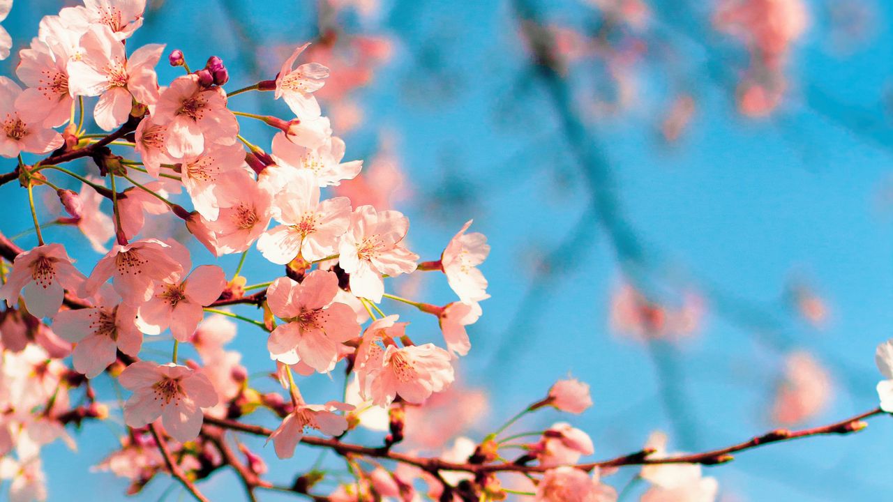 Wallpaper sakura, flowers, branch, spring, macro, pink