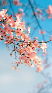 Preview wallpaper sakura, flowers, branch, spring, macro, pink