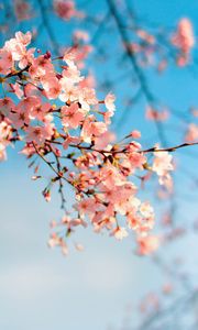 Preview wallpaper sakura, flowers, branch, spring, macro, pink