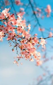 Preview wallpaper sakura, flowers, branch, spring, macro, pink