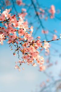 Preview wallpaper sakura, flowers, branch, spring, macro, pink