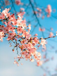 Preview wallpaper sakura, flowers, branch, spring, macro, pink