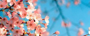 Preview wallpaper sakura, flowers, branch, spring, macro, pink