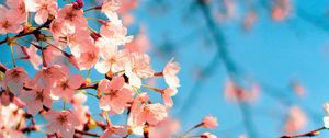 Preview wallpaper sakura, flowers, branch, spring, macro, pink