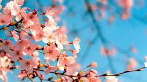 Preview wallpaper sakura, flowers, branch, spring, macro, pink