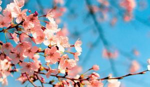 Preview wallpaper sakura, flowers, branch, spring, macro, pink