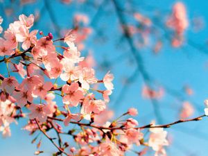 Preview wallpaper sakura, flowers, branch, spring, macro, pink