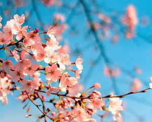 Preview wallpaper sakura, flowers, branch, spring, macro, pink