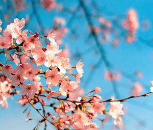 Preview wallpaper sakura, flowers, branch, spring, macro, pink